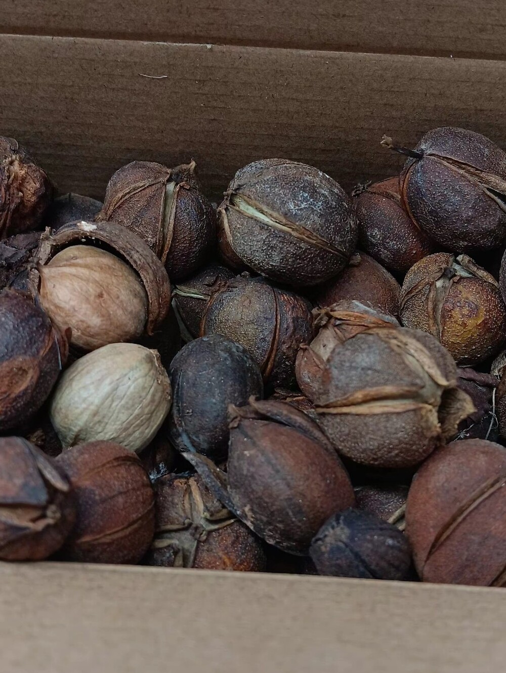 Hickory Nuts For Crafts 100 Nuts = 1 Pound 2026 Crop